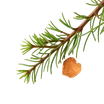 Cedro