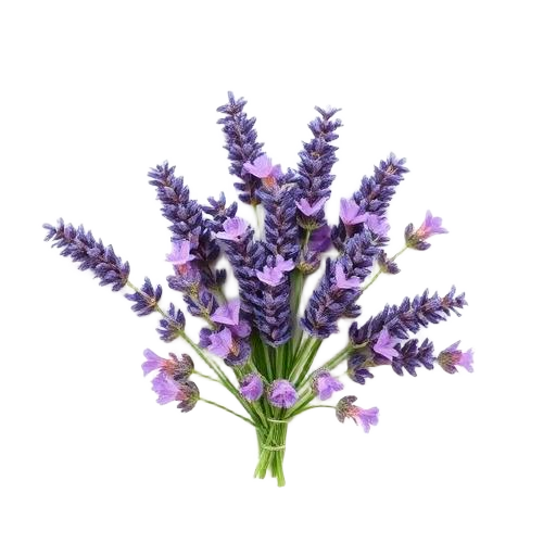 Lavanda