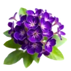 Violeta